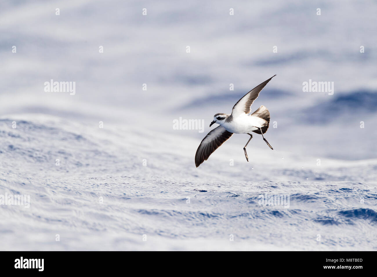 Di fronte bianco-Storm-Petrel (Pelagodroma marina) foraggio off Isole Madeira Foto Stock