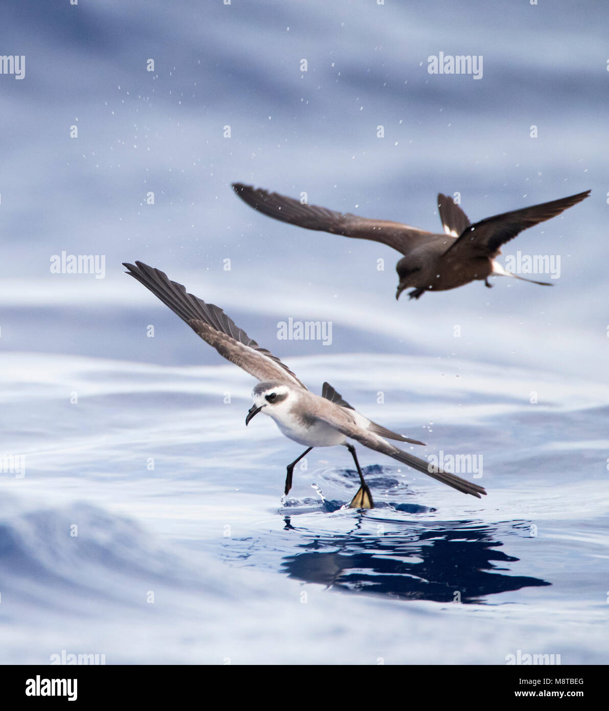 Di fronte bianco-Storm-Petrel (Pelagodroma marina) foraggio off Isole Madeira Foto Stock