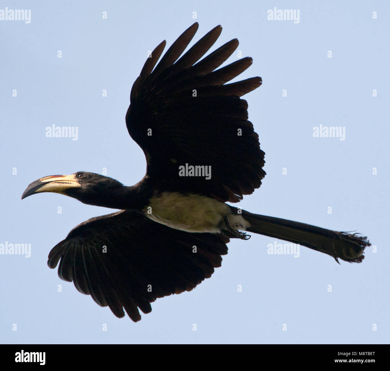 Bonte Tok, African Pied Hornbill, Tockus fasciatus Foto Stock