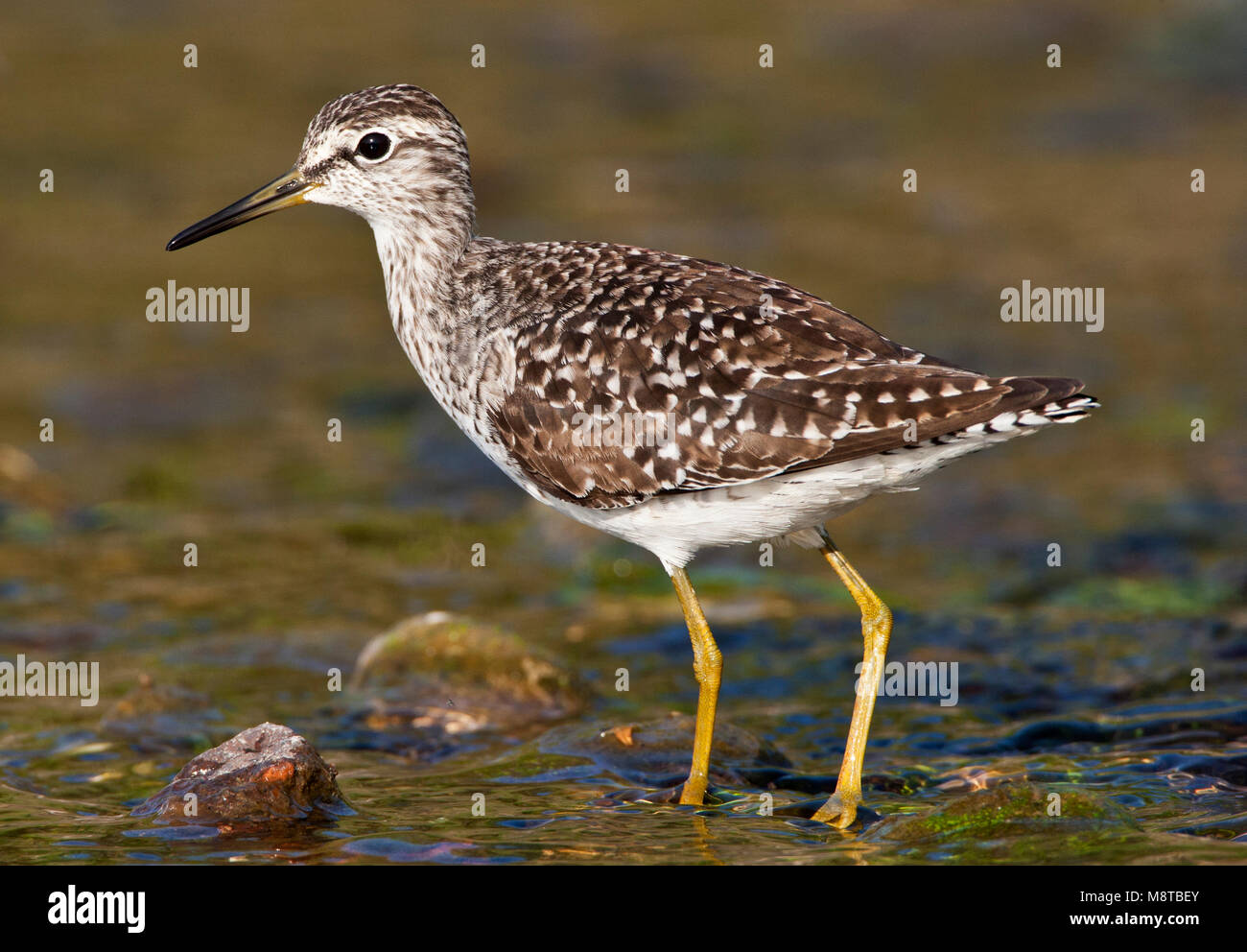 Bosruiter, legno Sandpiper, Tringa glareola Foto Stock