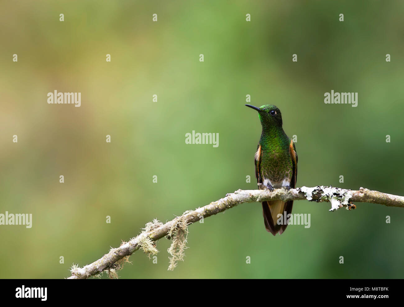 Bruinstaart-hoornkolibrie, Buff-tailed Coronet, Boissonneaua flavescensa Foto Stock