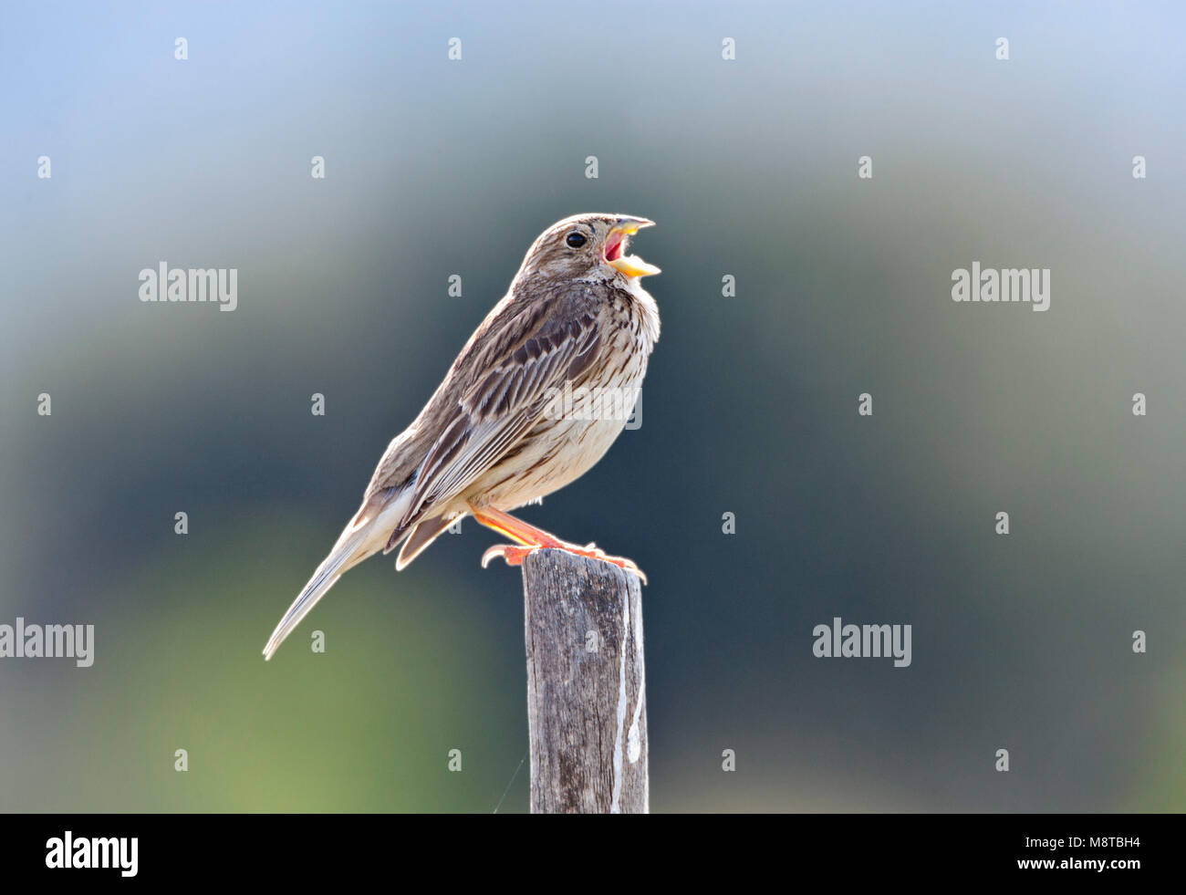 Grauwe Gors; Corn Bunting; Emberiza calandra Foto Stock