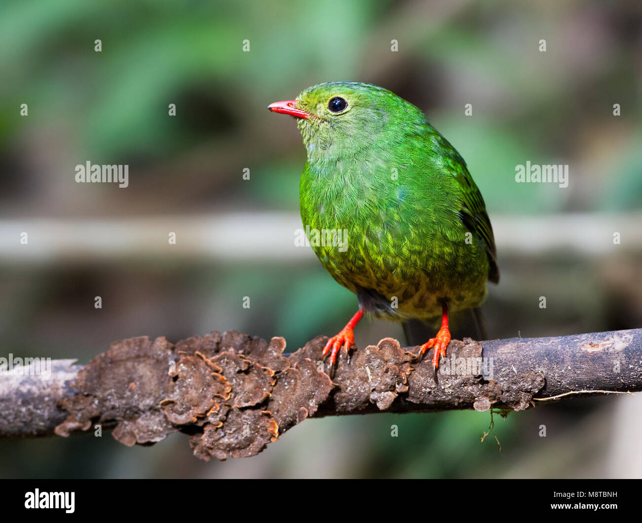 Groen-zwarte Cotinga, verde-e-nero, Fruiteater Pipreola riefferii Foto Stock