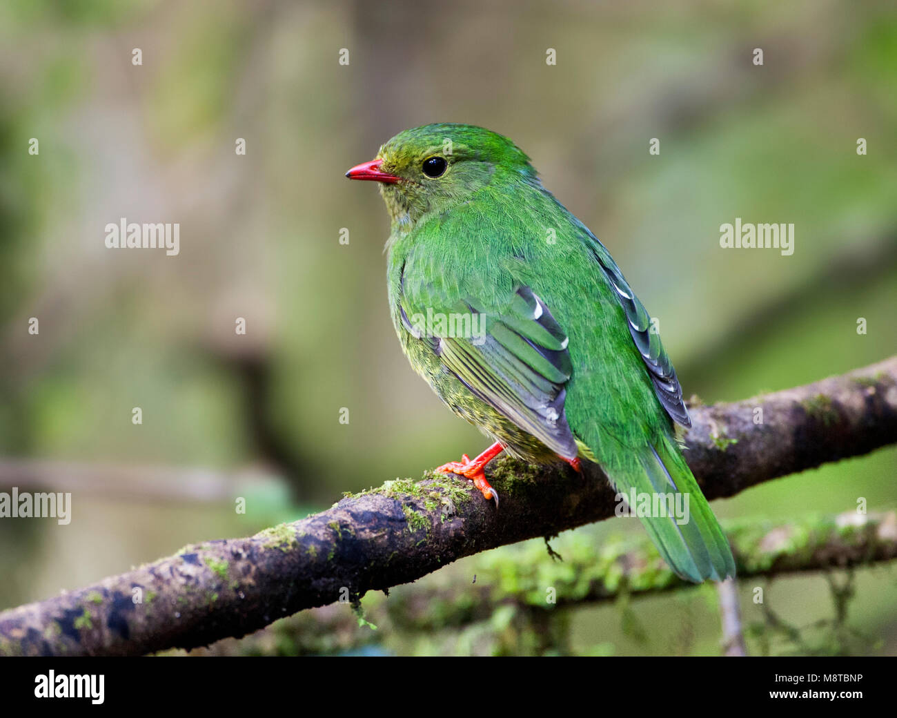 Groen-zwarte Cotinga, verde-e-nero, Fruiteater Pipreola riefferii Foto Stock