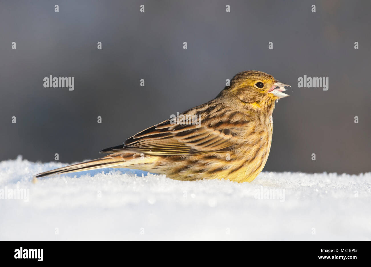 Geelgors, Zigolo giallo, Emberiza citrinella Foto Stock