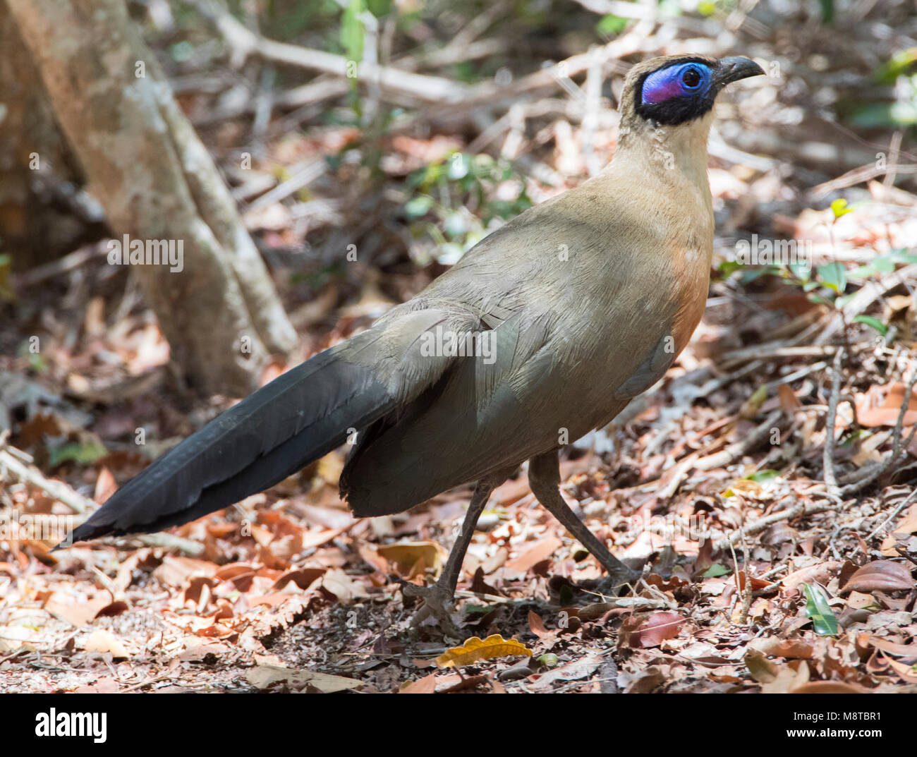 Grote Coua; Coua gigante (Coua gigas) specie endemiche del Madagascar Foto Stock