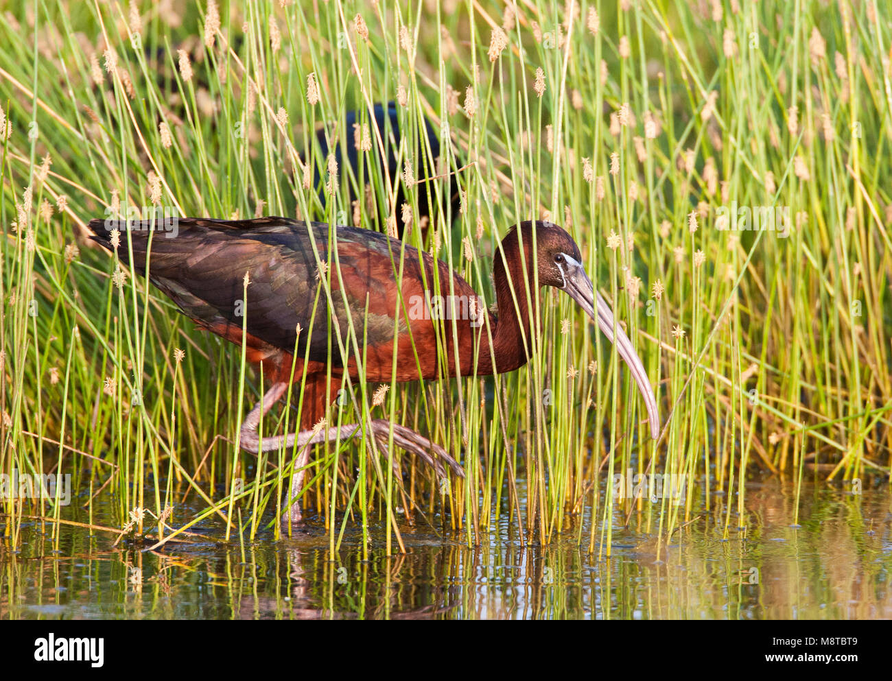 Zwarte Ibis, ibis lucido, Plegadis falcinellus Foto Stock