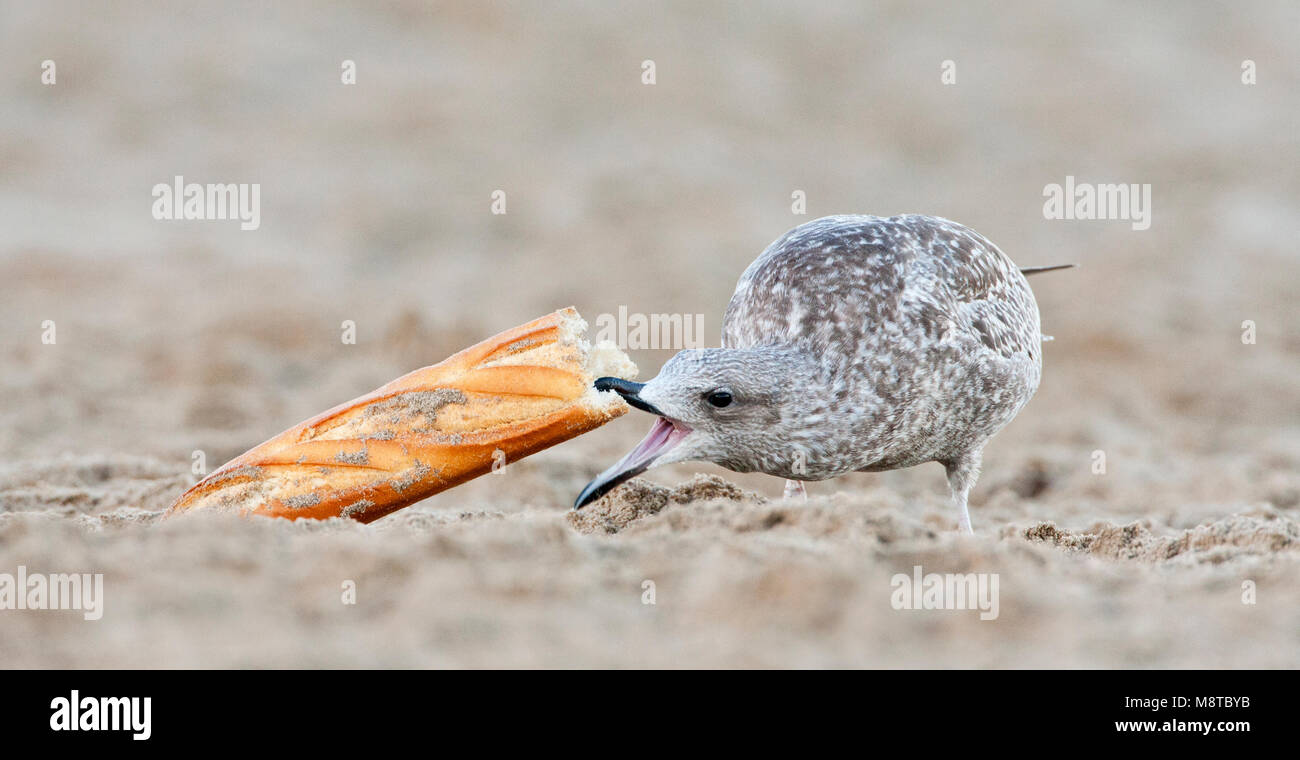Onvolwassen meeuw op het strand etend van een stokbrood; immaturo di Gabbiano da mangiare il pane su una spiaggia olandese Foto Stock