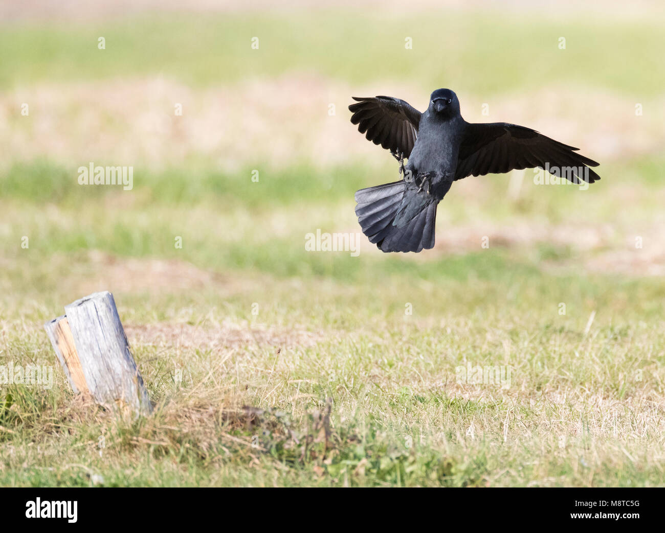 Kauw; la cornacchia occidentale (Corvus monedula) Foto Stock