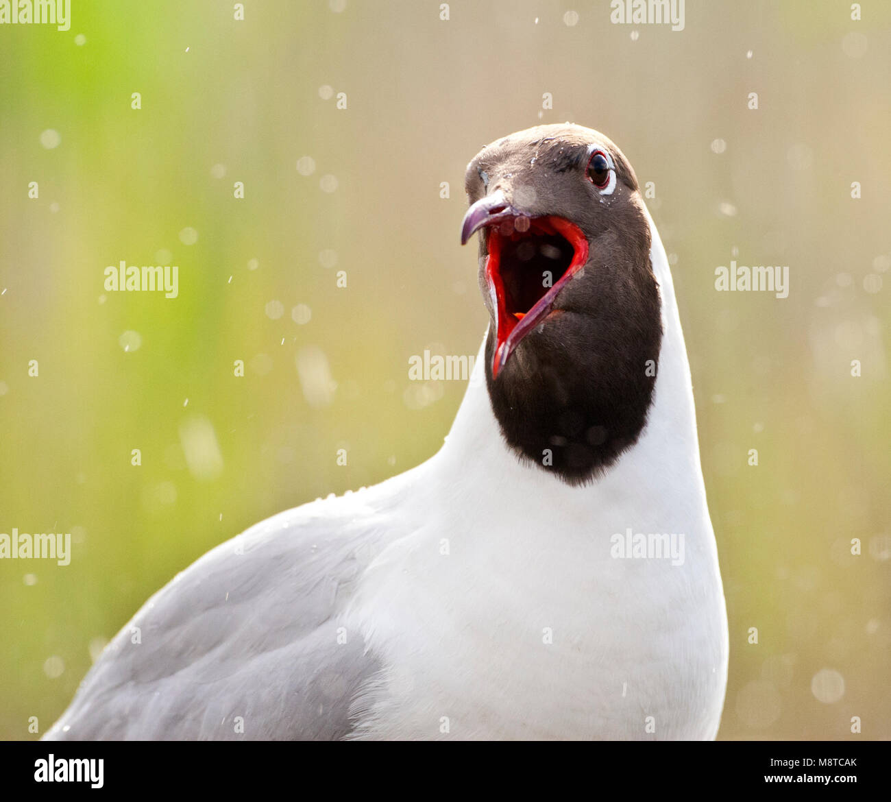 Kokmeeuw roepend in de regen; Comune a testa nera Gull chiamando sotto la pioggia Foto Stock