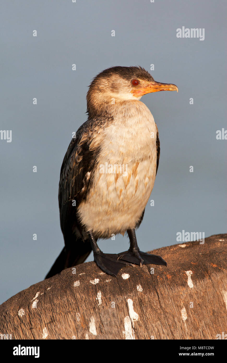 Afrikaanse Onvolwassen Dwergaalscholver; immaturo Long-tailed cormorano Foto Stock