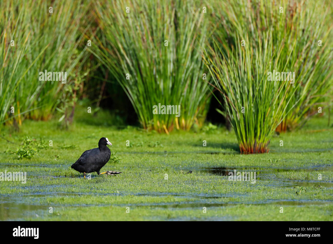 Meerkoet; Eurasian folaga (fulica atra) Foto Stock