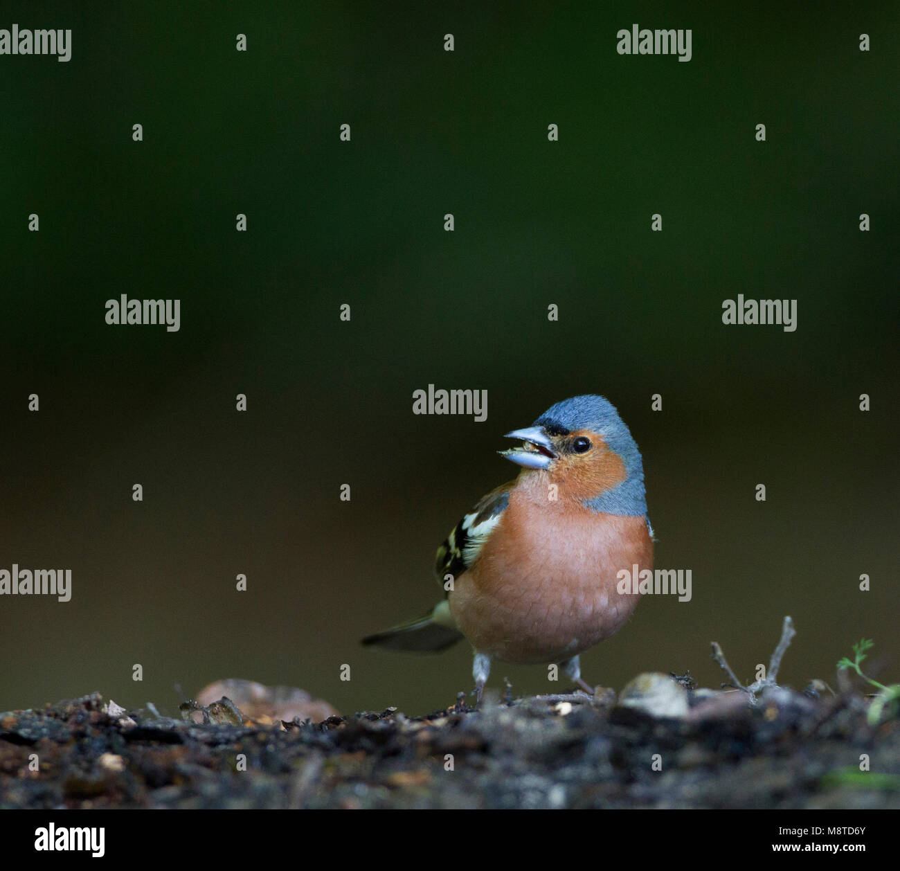 Vink foeragerend in het bos; Comune fringuello rovistando nella foresta Foto Stock