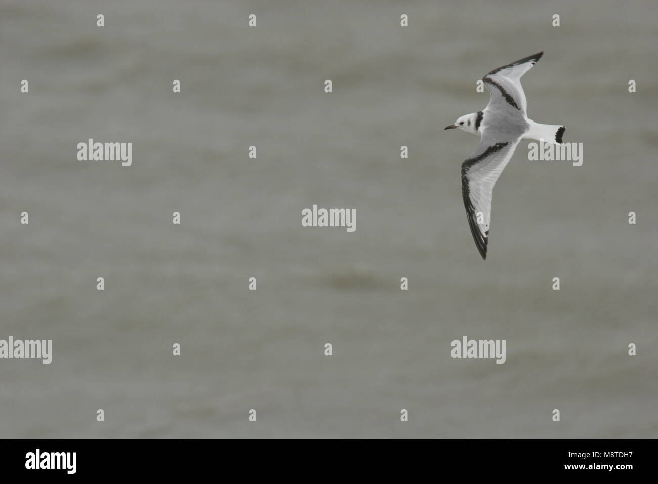 Nero-zampe capretti Kittiwake in volo Paesi Bassi, Drieteenmeeuw juveniel in vlucht Nederland Foto Stock