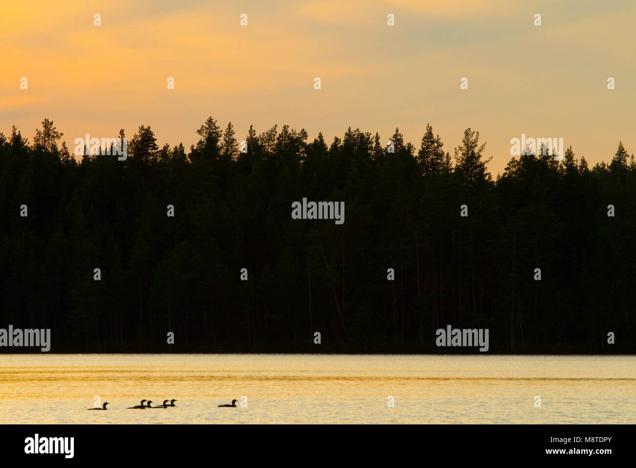 Parelduikers op een meer; Artic Loons sul lago Foto Stock