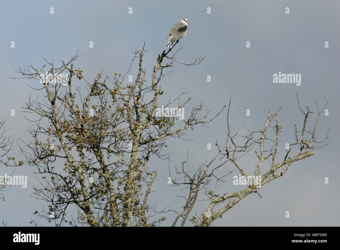 Black-winged Kite arroccato nella struttura ad albero del Portogallo, Grijze Wouw zittend nel braccio del Portogallo Foto Stock