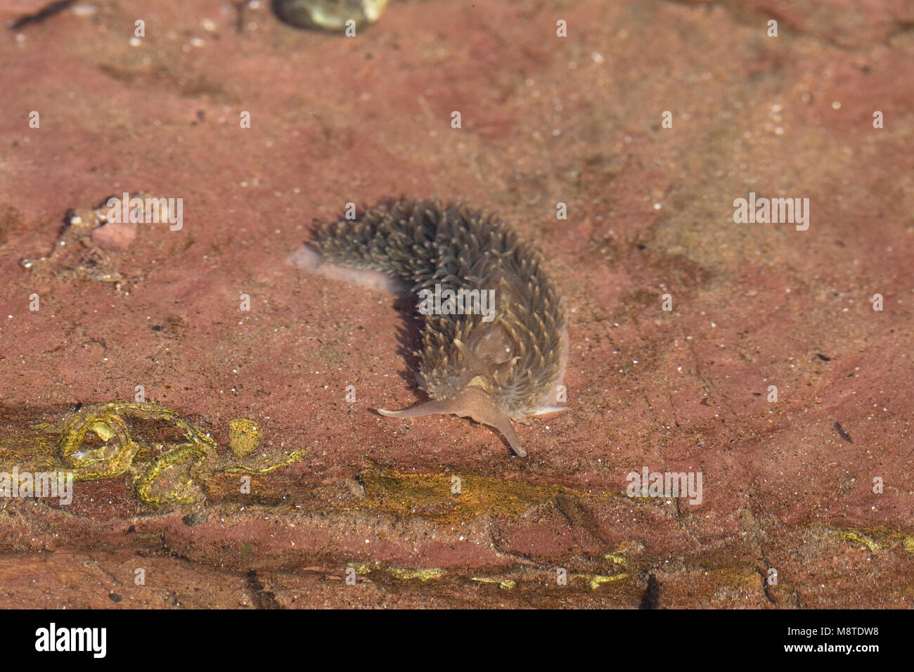 Grigio comune Slug Mare (Aeolidia papillosa) Foto Stock