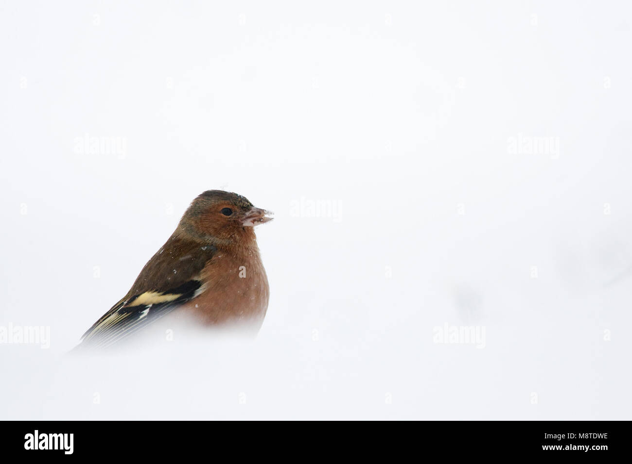 Mannetje Vink in de winter; maschio fringuello comune in inverno Foto Stock