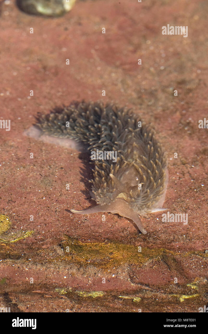 Grigio comune Slug Mare (Aeolidia papillosa) Foto Stock