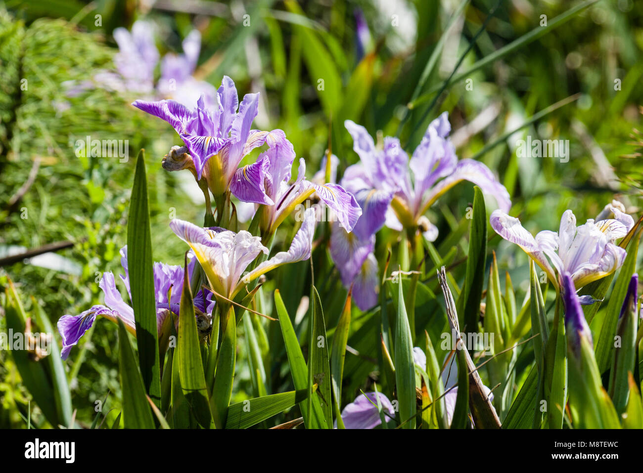 Oregon o Iris Iris tenax è nativo di nord-ovest del Pacifico Foto Stock