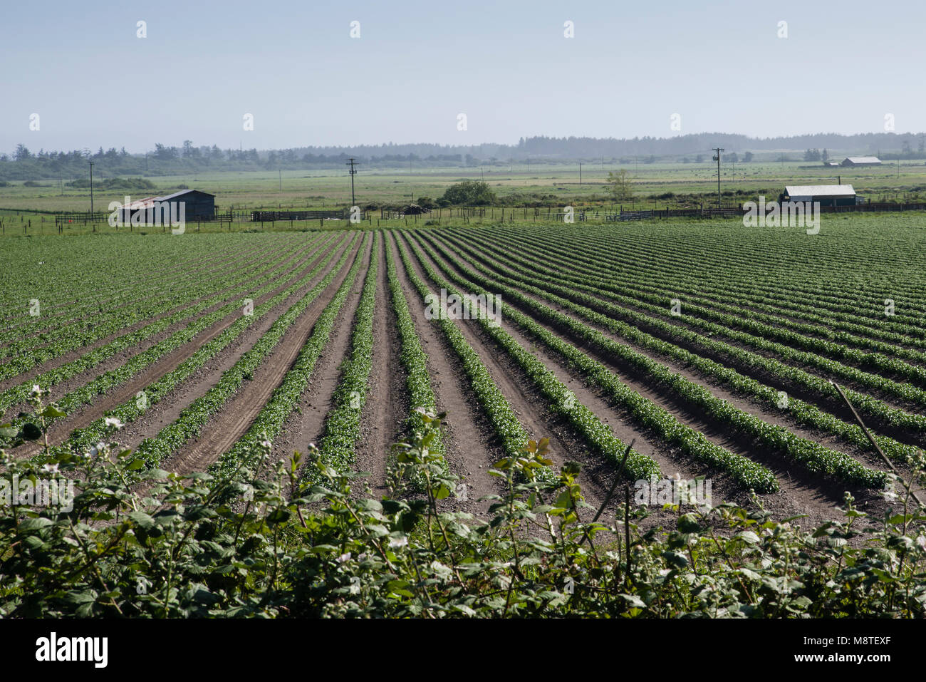 Righe del Lilium longiflorum chiamato anche il Giglio di Pasqua su una lampadina agriturismo vicino a Smith River, California Foto Stock