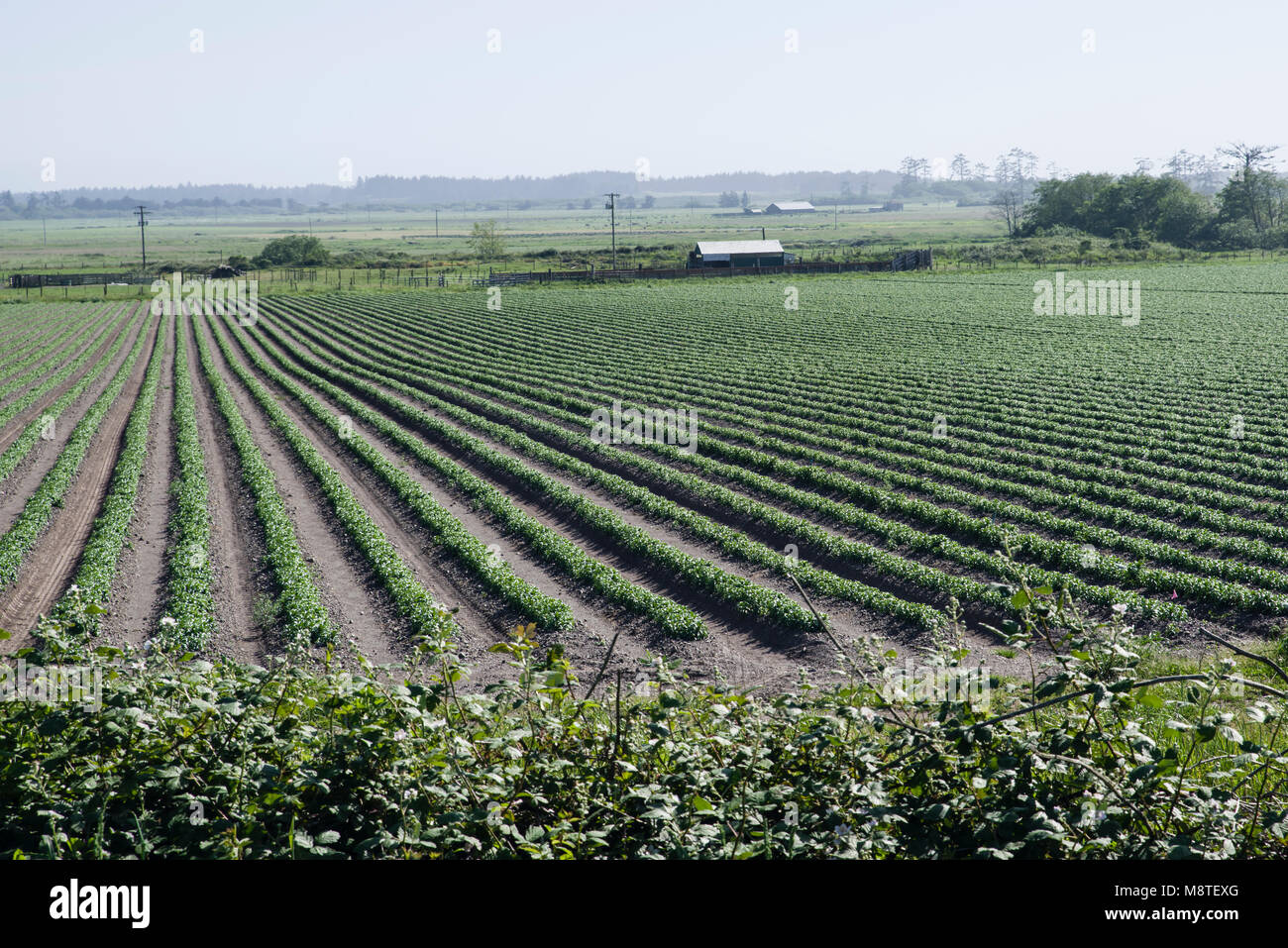 Righe del Lilium longiflorum chiamato anche il Giglio di Pasqua su una lampadina agriturismo vicino a Smith River, California Foto Stock