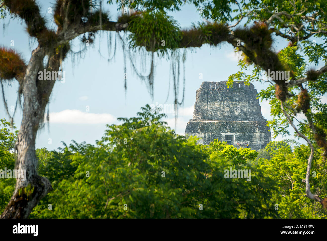 Le viste attraverso la giungla per raggiungere le rovine Maya di astina 4 in Tikal, Guatemala Foto Stock