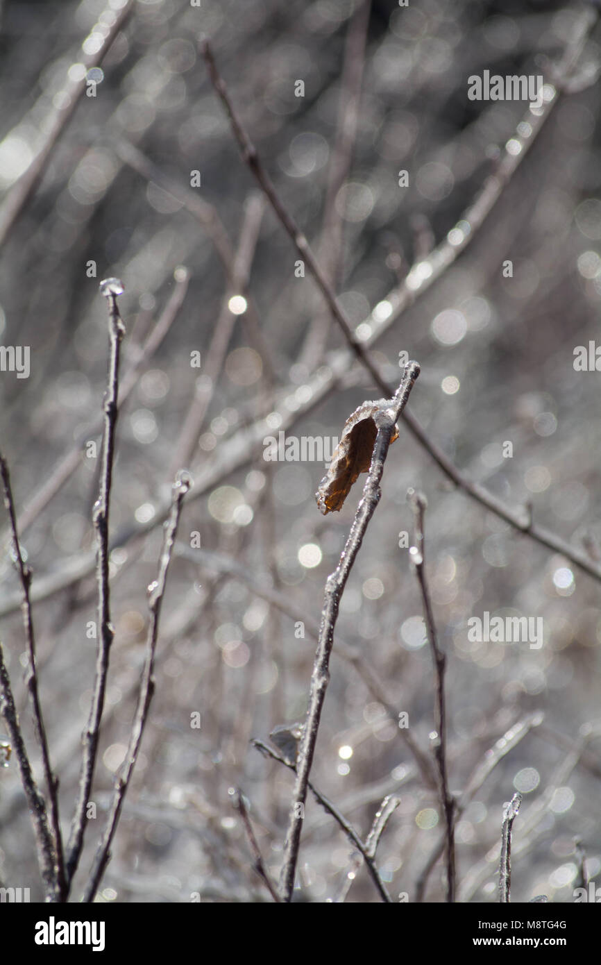 Ghiaccio scintillante sui rami di alberi in inverno Foto Stock