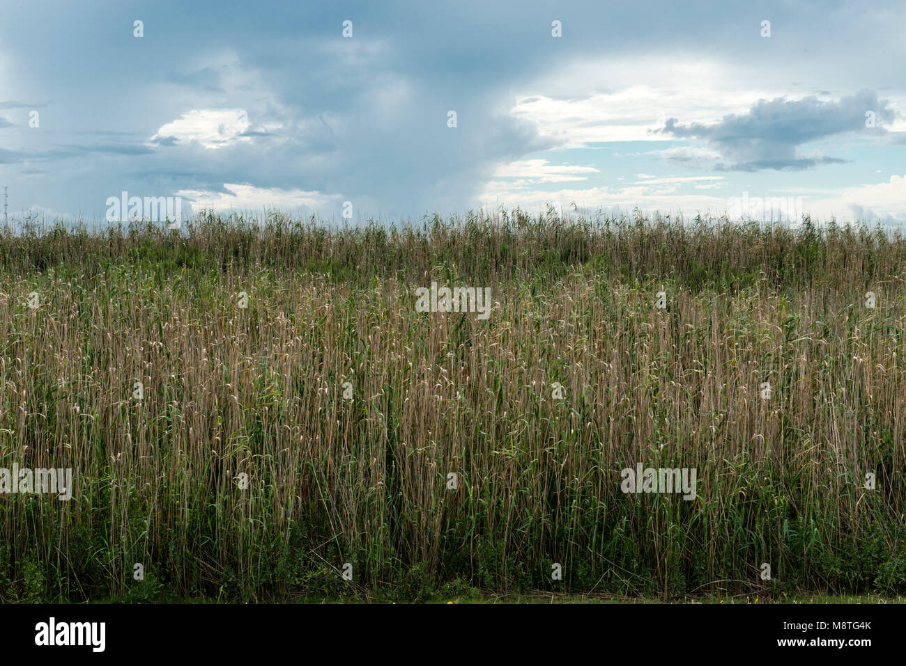 Marsh erba sotto nuvole di tempesta, Galveston Island, Texas, Stati Uniti d'America Foto Stock