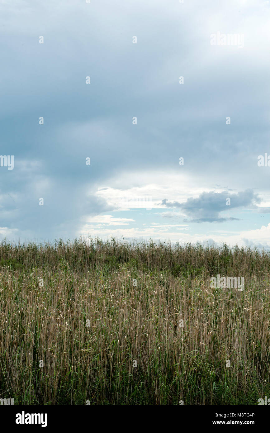 Marsh erba sotto nuvole di tempesta, Galveston Island, Texas, Stati Uniti d'America Foto Stock