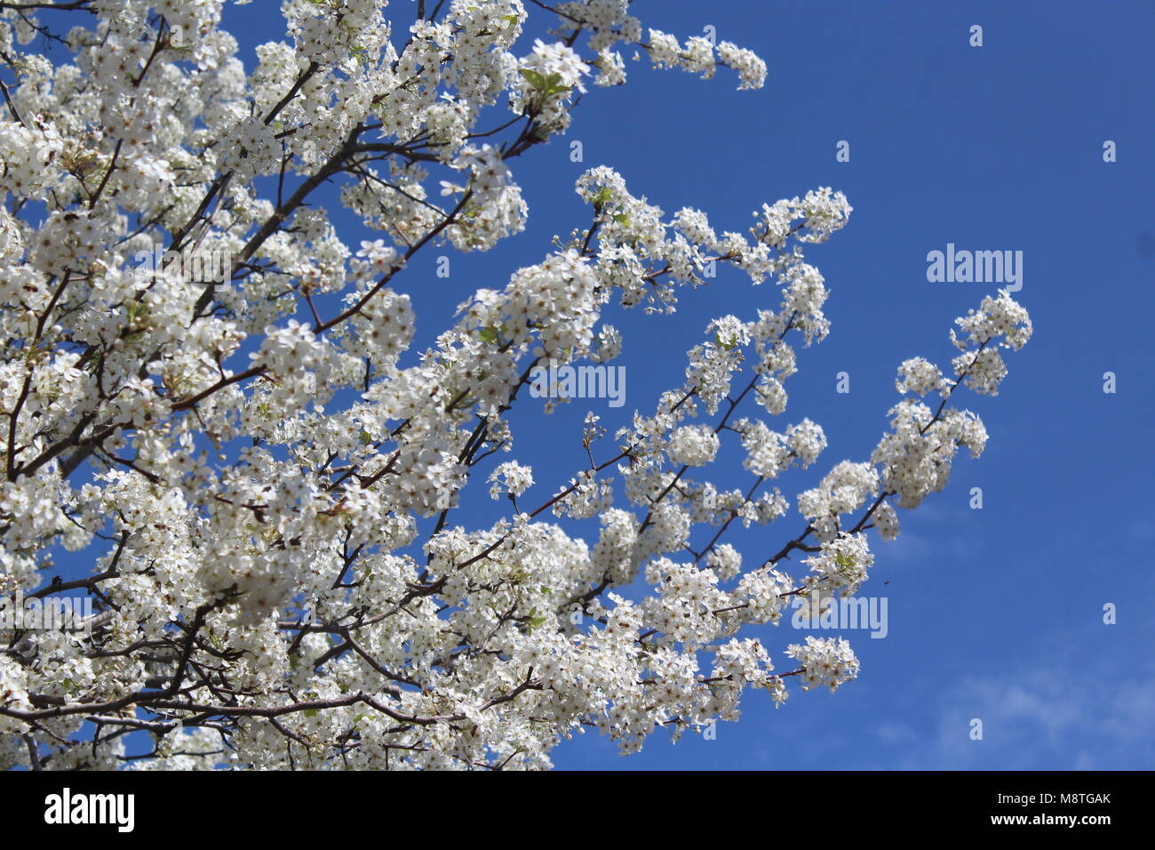 Pear Tree blumi contro il cielo. Foto Stock