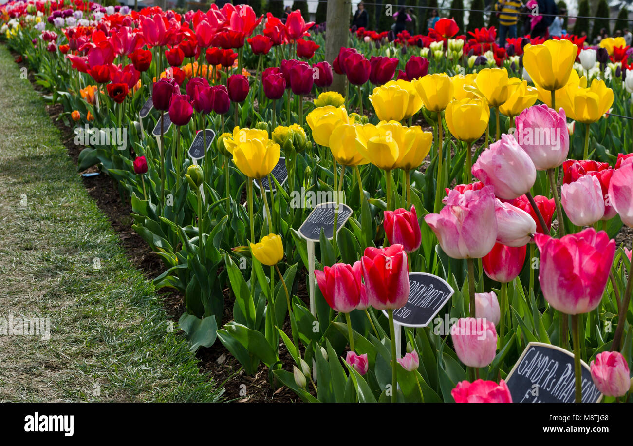 Tulip visualizza giardino a Roozengaarde in Mount Vernon, nello Stato di Washington, USA. La Skagit Valley Tulip Festival 2015. Foto Stock