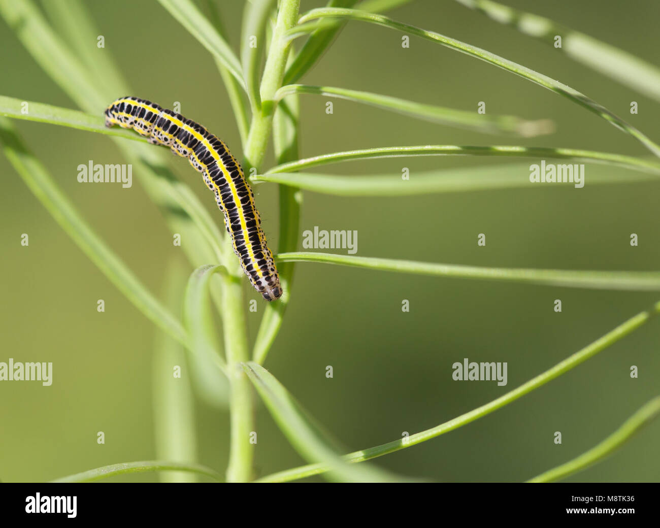 Toadflax brocade moth larva Foto Stock