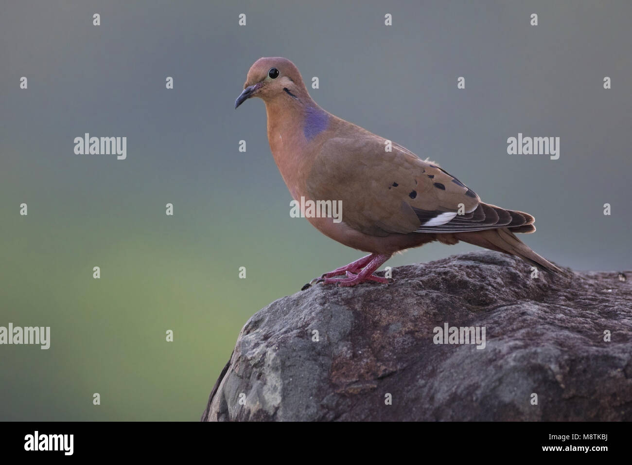 Antilliaanse Treurduif, Zenaida Colomba Foto Stock