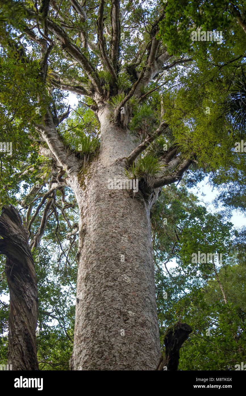 Vecchio Kauri, Waipoua Forest, Isola del nord, Nuova Zelanda Foto Stock