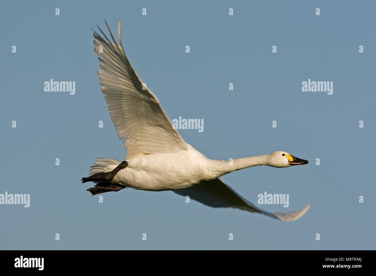 Volwassen Kleine Zwaan in de vlucht; adulto Bewicks Swan in volo Foto Stock