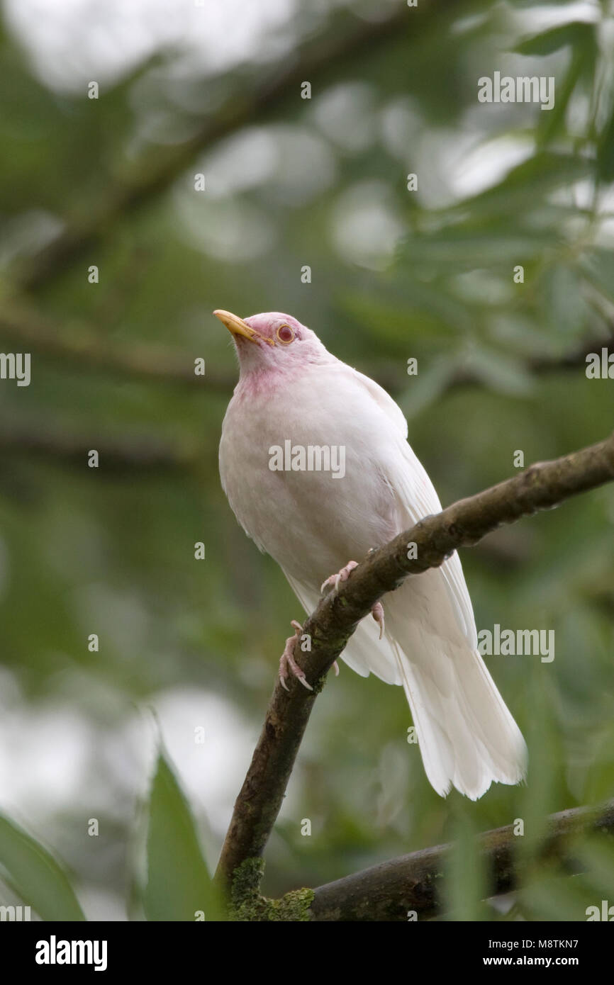 Merel albino staand beeld; Blackbird albino immagine verticale Foto Stock