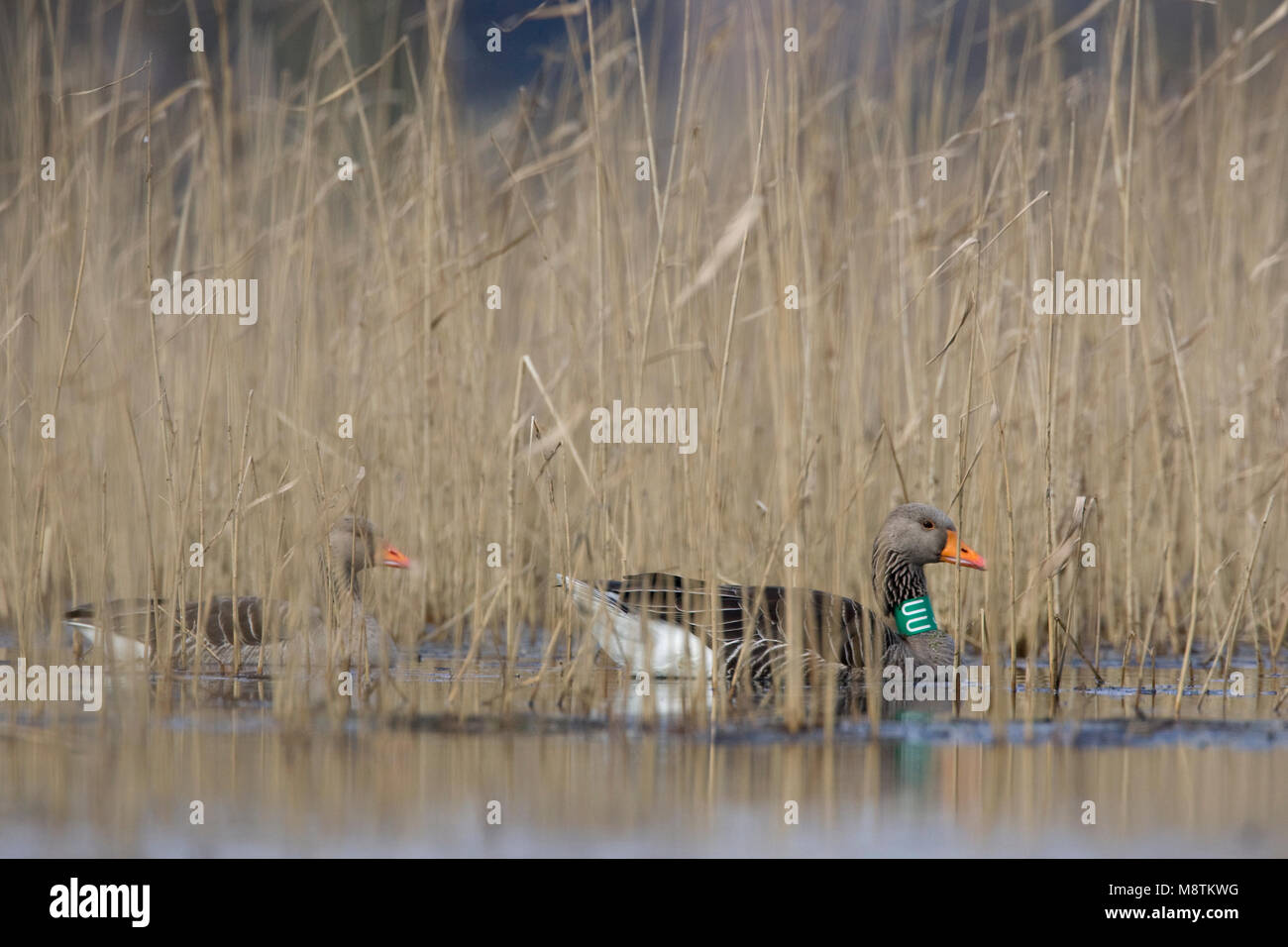 Grauwe Ganzen tussen riet; Graylag oche tra reed Foto Stock