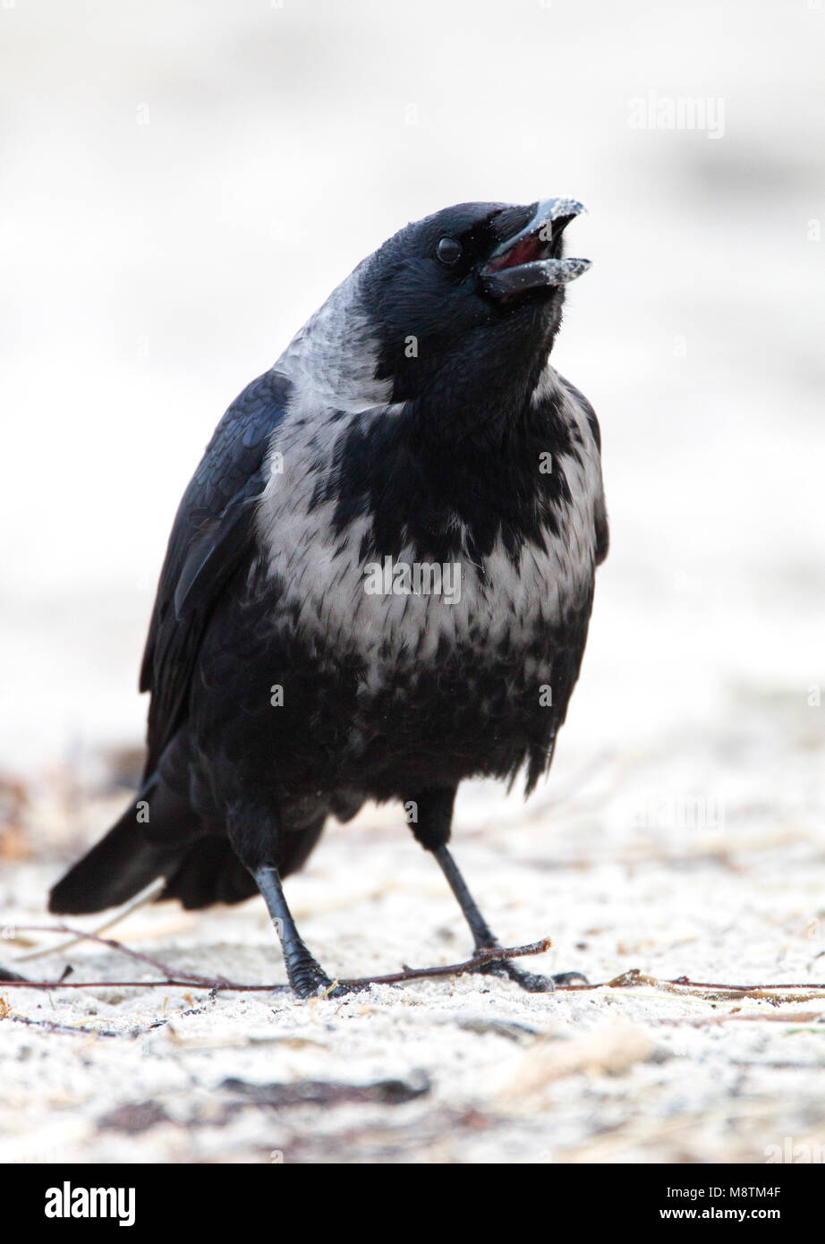 Ibrido Bonte Kraai x Zwarte Kraai zittend in zand; Hybrid cornacchia mantellata x Carrion Crow seduta nella sabbia Foto Stock