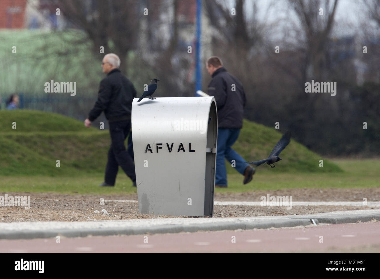 Huiskraai; Corvus splendens; House Crow; invasieve soort; plaag; faunavervalsing; bootvluchteling; kraaiachtigen; aaseters; alleseter; afval; plaatsel Foto Stock