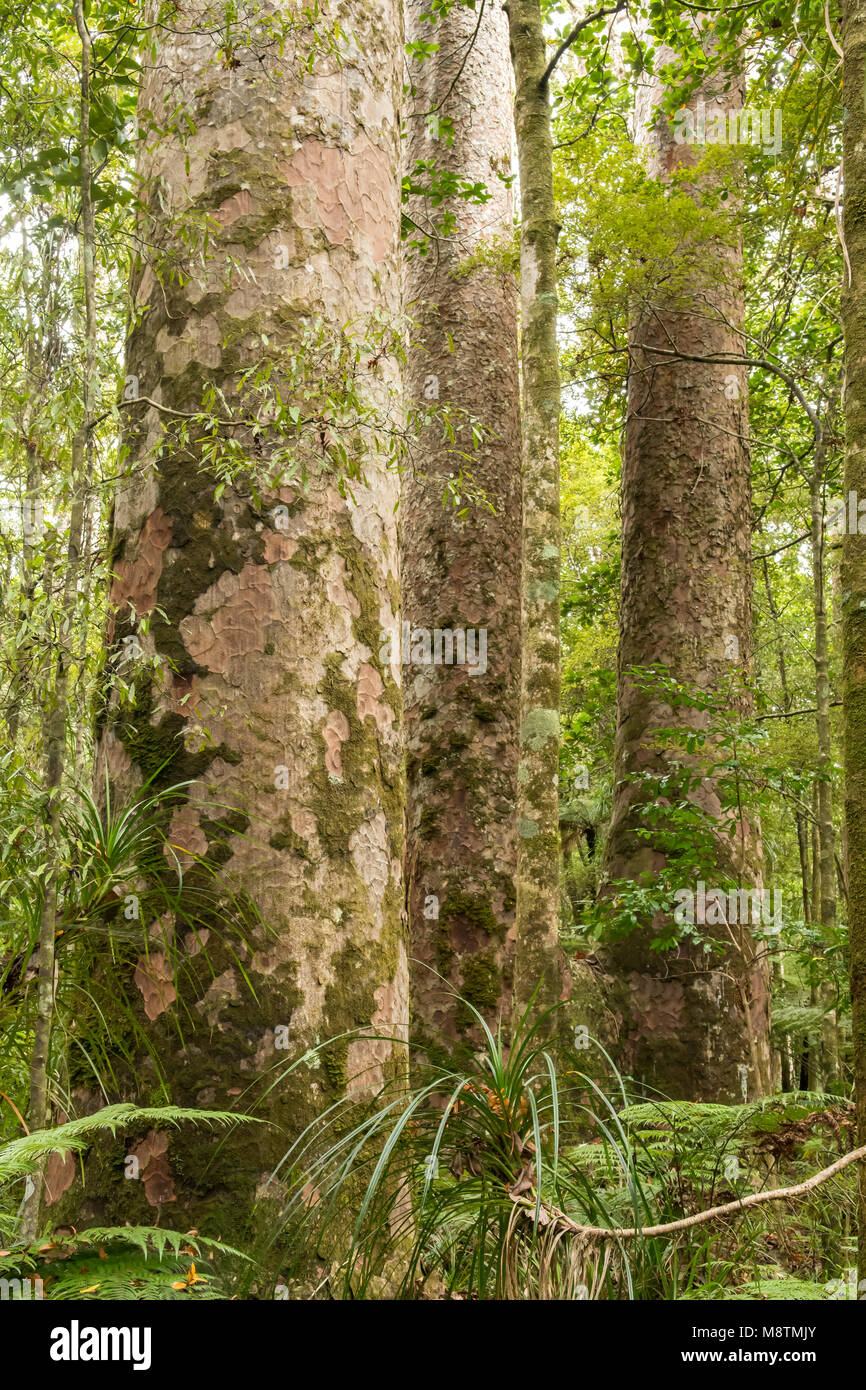 Vecchio Kauris in Trounson Kauri Park, North Island, Nuova Zelanda Foto Stock