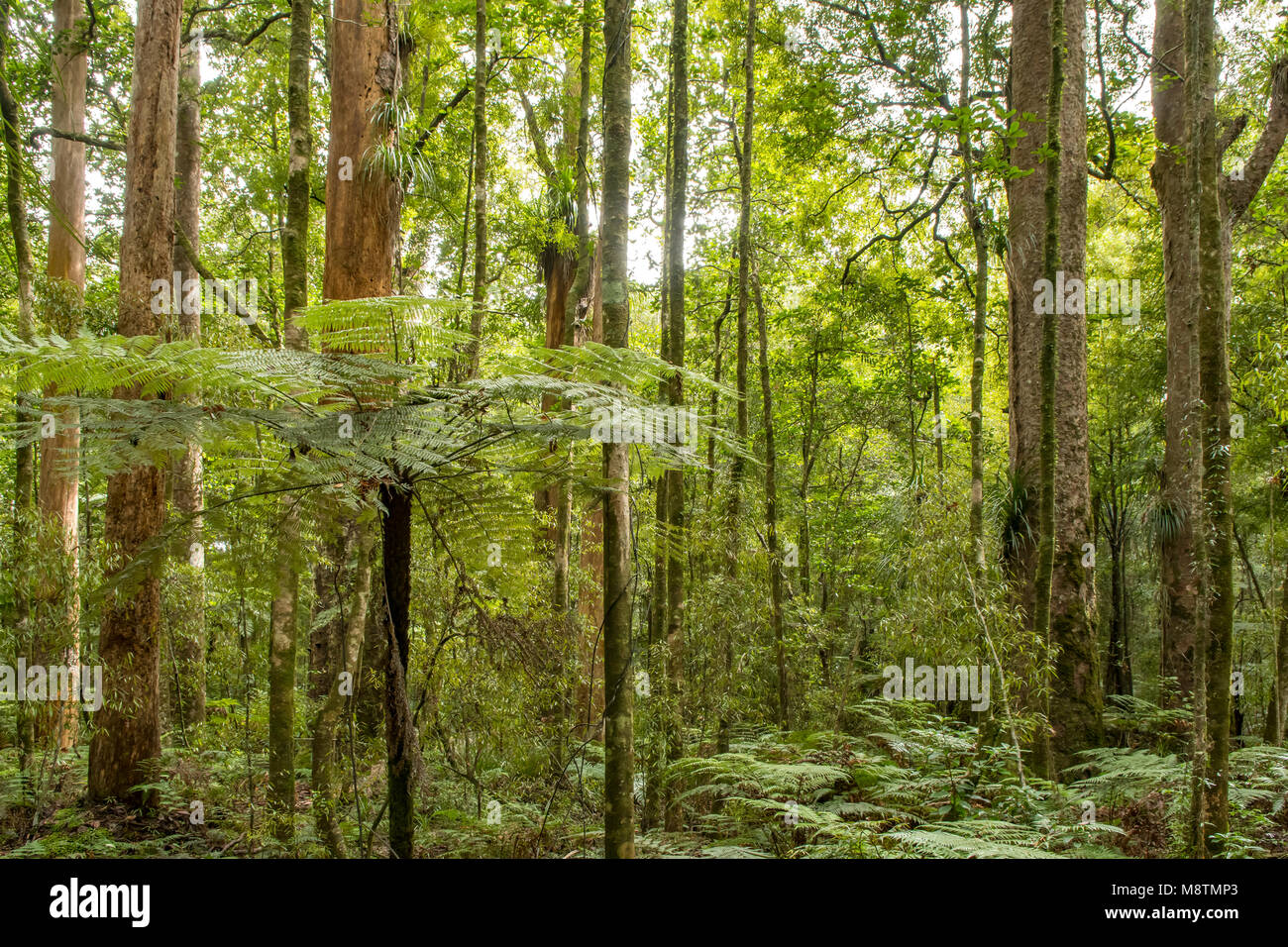 La foresta pluviale sempreverde in Trounson Kauri Park, North Island, Nuova Zelanda Foto Stock