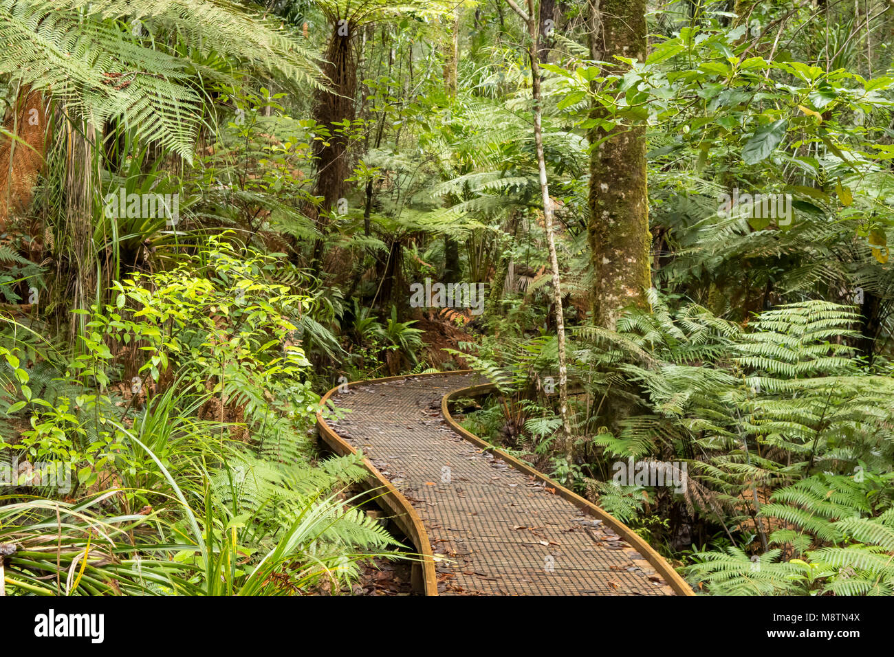 Via attraverso Trounson Kauri Park, North Island, Nuova Zelanda Foto Stock