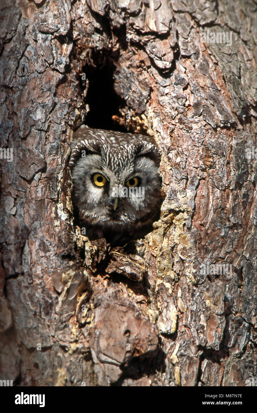 Ruigpootuil kijkt uit nestkast; boreale Owl guardando da nestbox Foto Stock