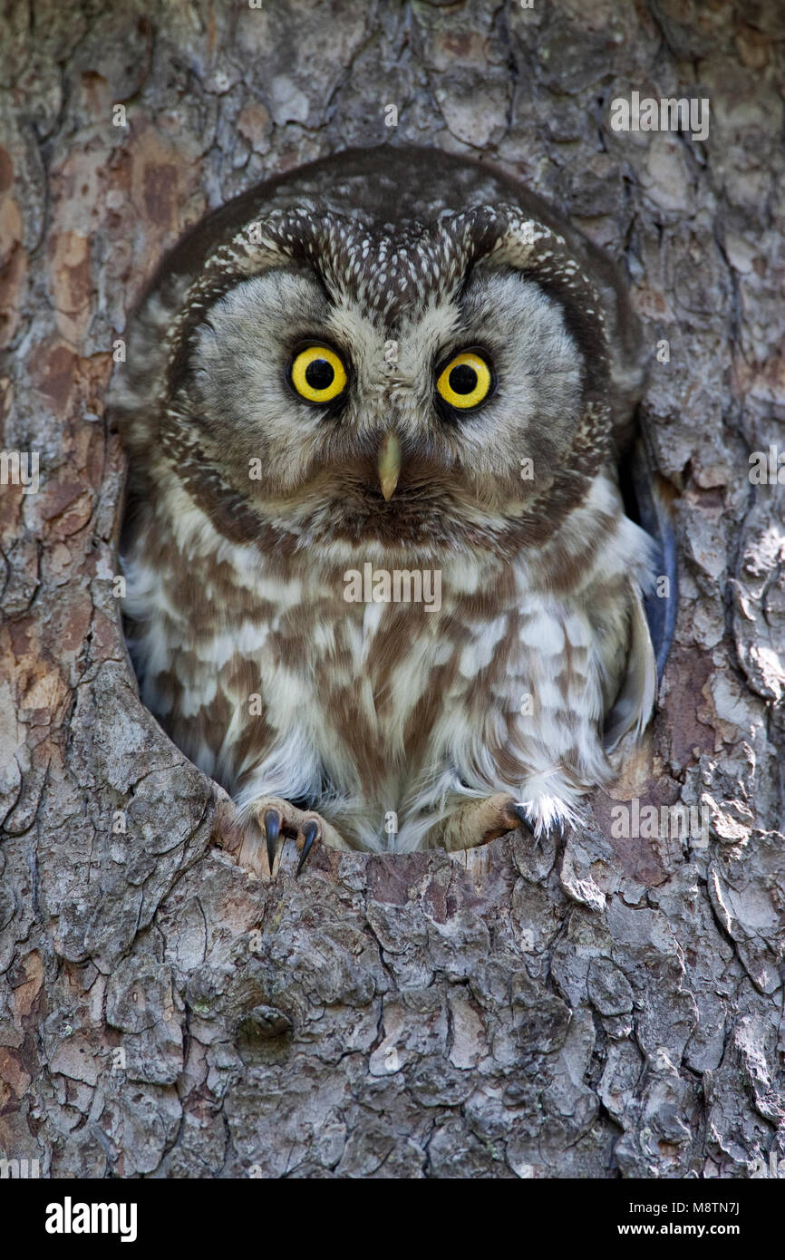 Ruigpootuil kijkt uit nestkast; boreale Owl guardando da nestbox Foto Stock