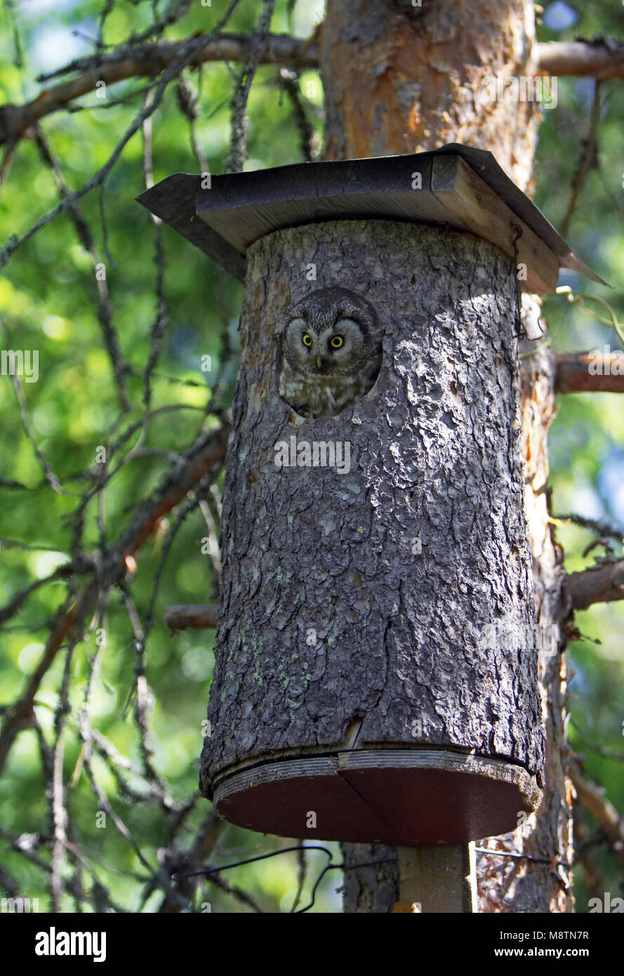 Ruigpootuil kijkt uit nestkast; boreale Owl guardando da nestbox Foto Stock