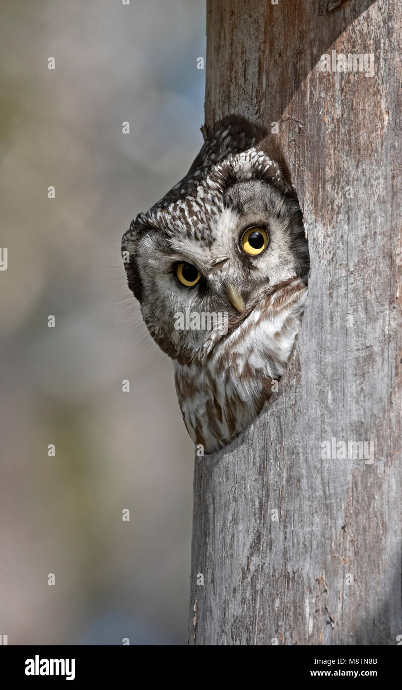 Ruigpootuil kijkt uit nestkast; boreale Owl guardando da nestbox Foto Stock