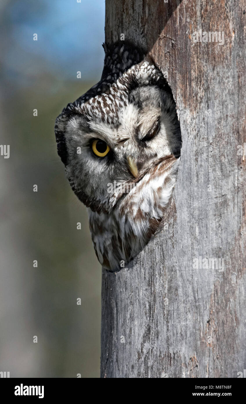 Ruigpootuil kijkt uit nestkast; boreale Owl guardando da nestbox Foto Stock