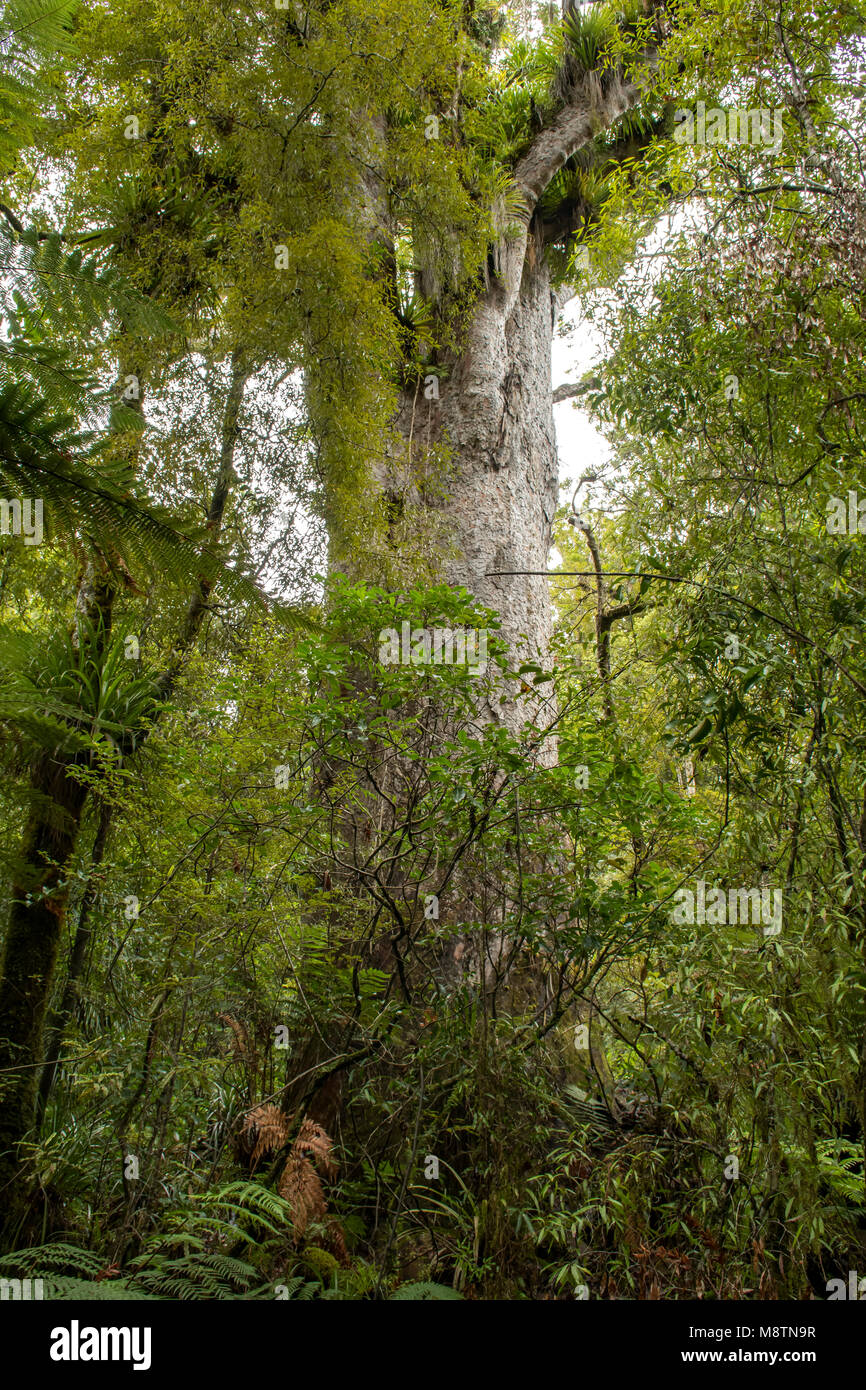 Vecchio Kauri in Trounson Kauri Park, North Island, Nuova Zelanda Foto Stock