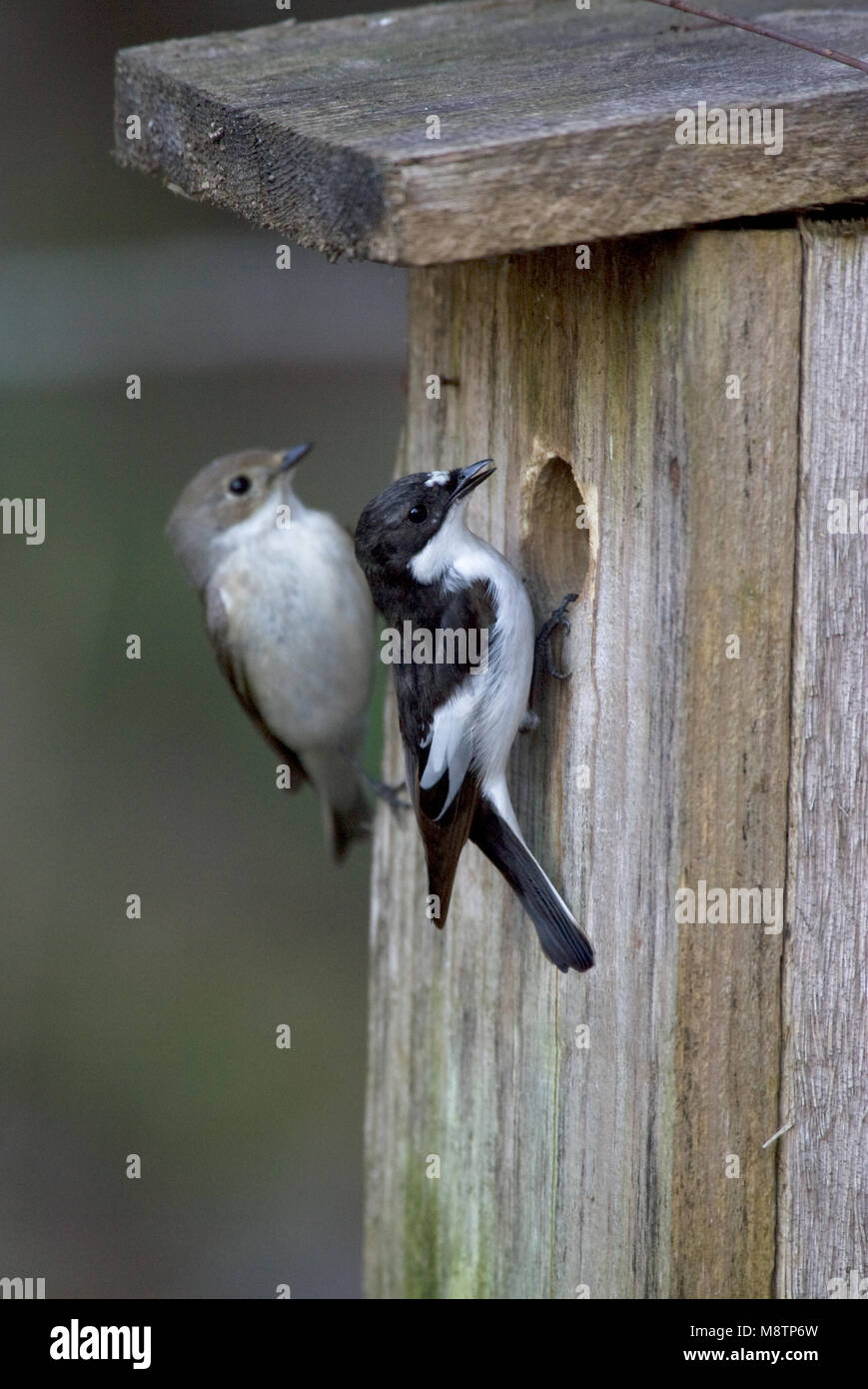 Bonte Vliegenvanger bij nestkast; European Pied Flycatcher a nestbox Foto Stock